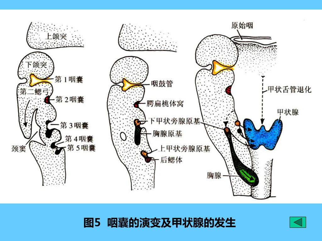 前肠→咽,食管,胃,十二指肠上 段,肝,胆,胰,呼吸系统(喉以下)